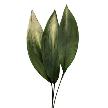 【ドライ】東京堂/風の花 ハラン 斑入り 3本/FD300010