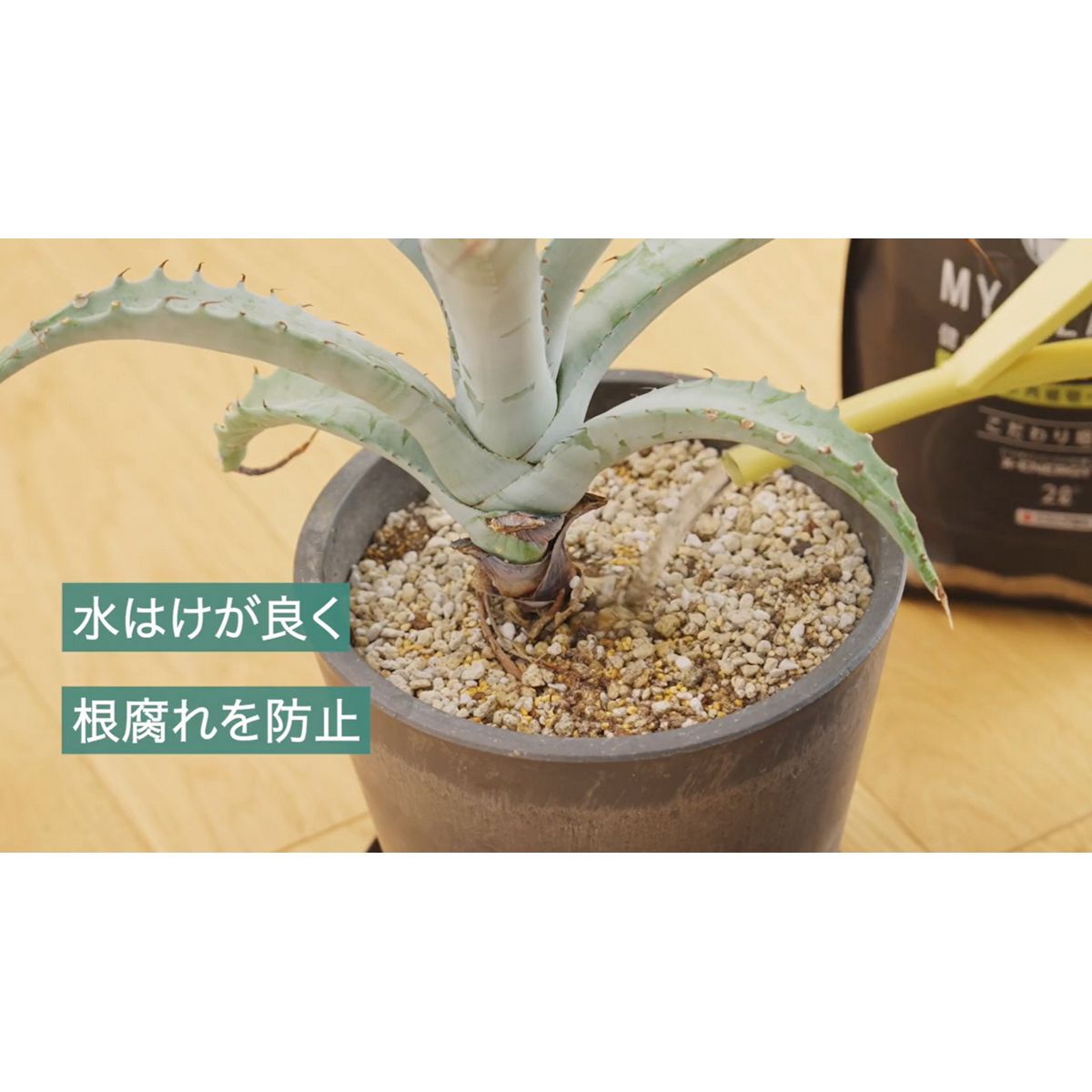 住友化学園芸/MY PLANTS 健やかに育てるソイル アガベ・多肉植物・塊根植物用 5L/1747112