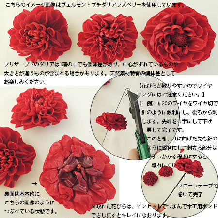 プリザーブド Vermont ジャノメダリア 12 フラミンゴ 通販 はなどんやアソシエ プリザーブド Vermont ジャノメダリア 12 フラミンゴ 通販 はなどんやアソシエ