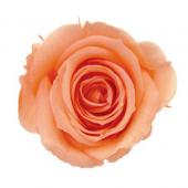 【プリザーブド】ヴェルディッシモ/ペティート　Aバルク　90輪　シャイニーレッド プリザーブド】ヴェルディッシモ/ペティート Aバルク 90輪