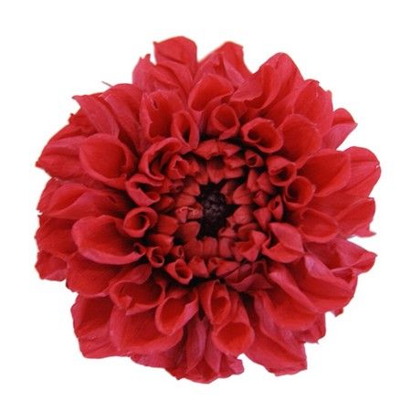 即日 プリザーブド Vermont ポンポンダリア Brレッド 8輪 通販 はなどんやアソシエ