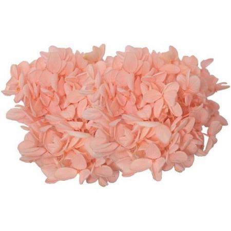 特価◎【プリザーブド】GARDEN PALETTE MONO/ピラミッドアジサイ ピュアピンク 約15g/GPP-02