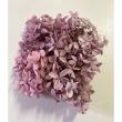 特価◎【プリザーブド】GARDEN PALETTE MONO/ピラミッドアジサイ グレープミックス 約15g/GPPB-03