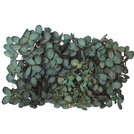 即日 プリザーブド Garden Palette Mono ピラミッドアジサイ ネイビーグリーン 約15g Gppb 06 通販 はなどんやアソシエ