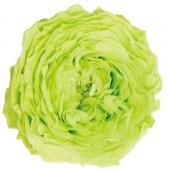 プリザーブド】プリマヴェーラ/ナナ ガーデンローズ 8輪 バニラピンク