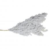 【プリザーブド】GARDEN PALETTE MONO/蓬莱松 約30~40g グレー/GPAR-03