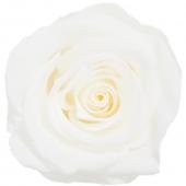 大特価◎即日★【プリザーブド】GARDEN PALETTE MONO/リサ ローズ 9輪 ピュアホワイト/GP910-00