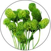 【ドライ】GARDEN PALETTE MONO/千日紅 ステム付 約20本 グリーン/GPSE-03