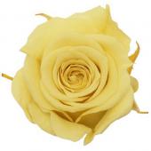 ※販売終了※【プリザーブド】プリマヴェーラ/ローズ べべ 9輪 レモン/85102