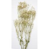 プリザーブド】GARDEN PALETTE MONO/カスミ草 ミントグリーン 約