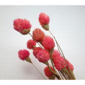 【ドライ】GARDEN PALETTE MONO/千日紅 約20本  フラミンゴピンク/GPSED-05