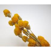 【ドライ】GARDEN PALETTE MONO/千日紅 約20本  イエロー/GPSED-07