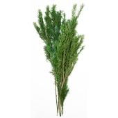 タリー　ブリティッシュグリーン BRITISH GREEN｜ブリティッシュグリーンの通販 - ZOZOTOWN