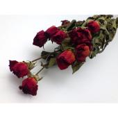 即日☆【ドライ】GARDEN PALETTE MONO/ドライ ローズ レッド/GPDR-01