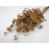 特価◎即日★【プリザーブド】GARDEN PALETTE MONO/ユーカリエキゾチカ ゴールド/GPU-03