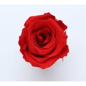 即日★大特価◎GARDEN PALETTE MONO/規格外品： ソルローズ S 10輪入  レッド