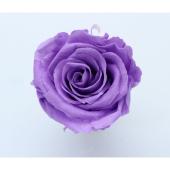 大特価◎即日★GARDEN PALETTE MONO/規格外品： ソルローズ M 10輪入  フジイロ