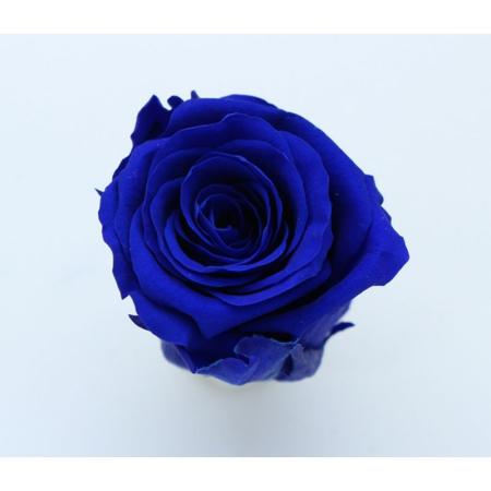 大特価◎GARDEN PALETTE MONO/規格外品: ソルローズ M 10輪入  ロイヤルブルー