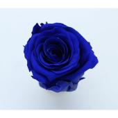 即日★大特価◎GARDEN PALETTE MONO/規格外品： ソルローズ M 10輪入  ロイヤルブルー