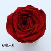 即日★大特価◎GARDEN PALETTE MONO/規格外品： ソルローズ L 6輪入  レッド※輪数注意