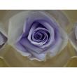 即日★B級特価◎【プリザーブド】GARDEN PALETTE MONO/ミアローズ 8輪 ラベンダー/XGP920-09