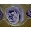 即日★B級特価◎【プリザーブド】GARDEN PALETTE MONO/ミアローズ 8輪 ラベンダー/XGP920-09