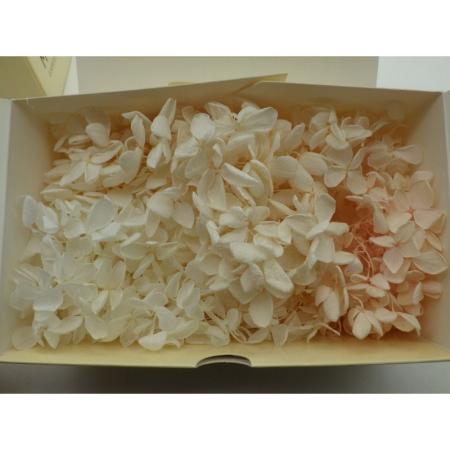 即日★B級特価◎【プリザーブド】GARDEN PALETTE MONO/ピラミッドアジサイ 約15g ペールピンク/XGPP-09