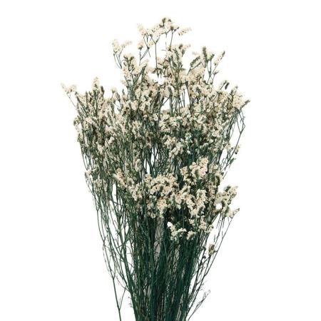 【プリザーブド】GARDEN PALETTE MONO/リモニューム 白 ブルー/GPSS-00