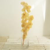 【プリザーブド】GARDEN PALETTE MONO/ユーカリポプルス サラシ クリームホワイト(クリーム)/GPUPB-01