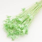 【ドライ】GARDEN PALETTE MONO/ニゲラオリエンタリス ドライ ナチュラルグリーン/GPDN-11