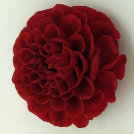 特価◎【プリザーブド】ヴェルモント/ポンポンダリア 9輪 ダークレッド特別色/29883