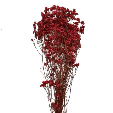 【プリザーブド】GARDEN PALETTE MONO/限定リモニューム ワインレッド/GPSS-13