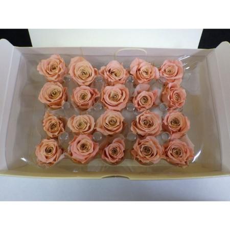 即日★B級特価◎【プリザーブド】プリマヴェーラ/べべ 20輪 フラミンゴピンク/B級X86336