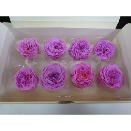 即日★B級特価◎【プリザーブド】プリマヴェーラ/ナナ ガーデンローズ8輪 ピンク/B級X88407