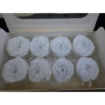 即日★B級特価◎【プリザーブド】プリマヴェーラ/ナナ ガーデンローズ8輪 ライトブルー/B級X88409