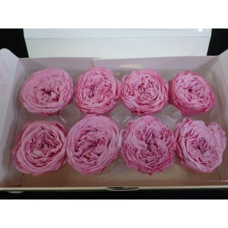 即日★B級特価◎【プリザーブド】プリマヴェーラ/ナナ ガーデンローズ8輪 ストロベリー/B級X88440