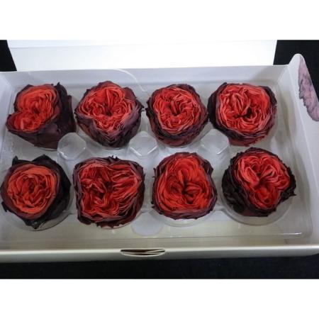 即日★B級特価◎【プリザーブド】プリマヴェーラ/ナナ マカロンローズ 8輪 ダークチェリー/B級X88519