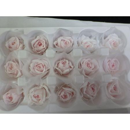 即日★B級特価◎【プリザーブド】GARDEN PALETTE MONO/ミアデミローズ 15輪入 ライトピンク/B級XGP927-50