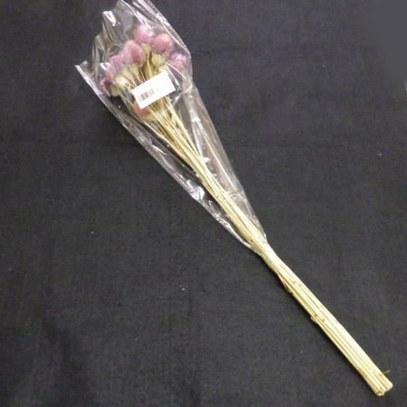 即日★B級特価◎【ドライ】GARDEN PALETTE MONO/千日紅 約20本 グレープ/B級XGPSED-11