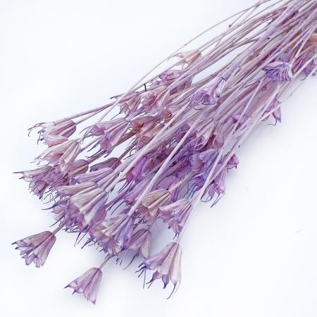 特価◎【ドライ】GARDEN PALETTE MONO/ニゲラオリエンタリス  ピンクライラック 約35-45g/GPDN-05