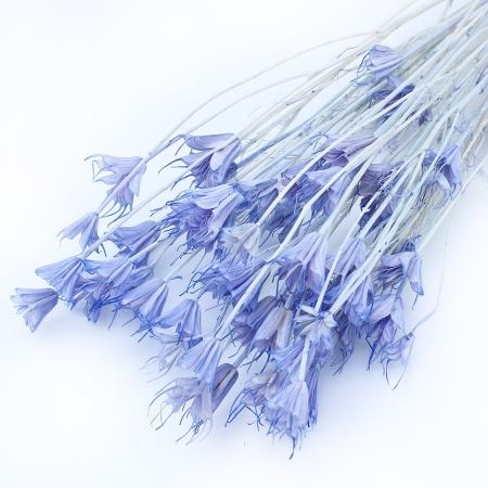 特価◎【ドライ】GARDEN PALETTE MONO/ニゲラオリエンタリス  ブルーライラック 約35-45g/GPDN-06