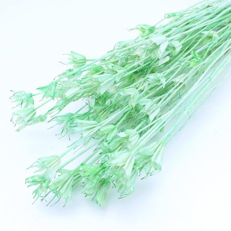 特価◎【ドライ】GARDEN PALETTE MONO/ニゲラオリエンタリス  スプリンググリーン 約35-45g/GPDN-07