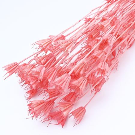 特価◎【ドライ】GARDEN PALETTE MONO/ニゲラオリエンタリス  エンジェルピンク 約35-45g/GPDN-08