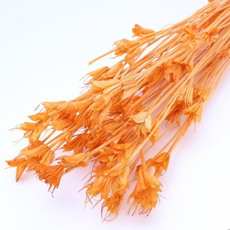 特価◎【ドライ】GARDEN PALETTE MONO/ニゲラオリエンタリス  オレンジ 約35-45g/GPDN-10