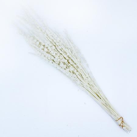 特価◎【プリザーブド】GARDEN PALETTE MONO/ソフトラベンダー ホワイト 約30-45g/GPLV-00
