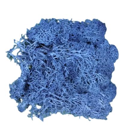 特価◎【プリザーブド】GARDEN PALETTE MONO/アイスランドモス  ロイヤルブルー 約50g/GPM-23