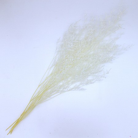 特価◎【プリザーブド】GARDEN PALETTE MONO/ブルファンスターチス サラシ  ピュアホワイト 約25g/GPSB-01