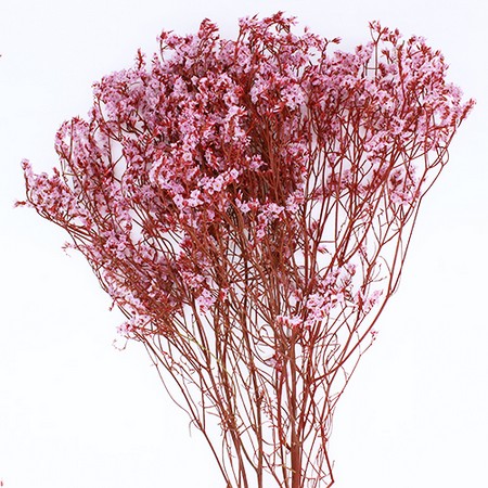 特価◎【プリザーブド】GARDEN PALETTE MONO/リモニューム  ピンク/レッド 約40-50g/GPSS-12