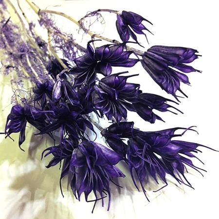 特価◎【ドライ】GARDEN PALETTE MONO/ニゲラオリエンタリス ドライ パープル 約35〜45g/GPDN-12