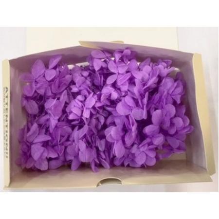 特価◎【プリザーブド】GARDEN PALETTE MONO/ピラミッドアジサイ リラ 約15g/GPPK-03
